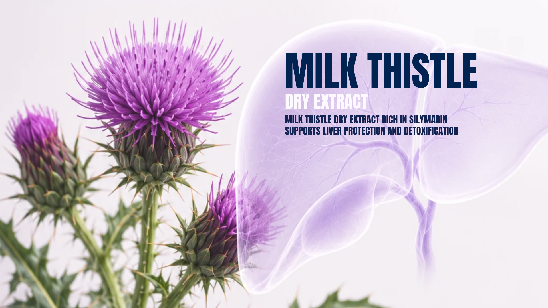 Tổng quan về Milk Thistle Dry Extract